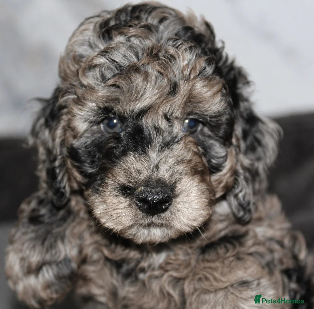 Cockapoo dogs for sale: Gorgeous Blue Merle Cockapoo Boy in Warrington - Advert 8