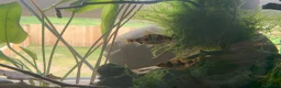 Platies fish for sale: Free Platies and Barbs - Advert 2