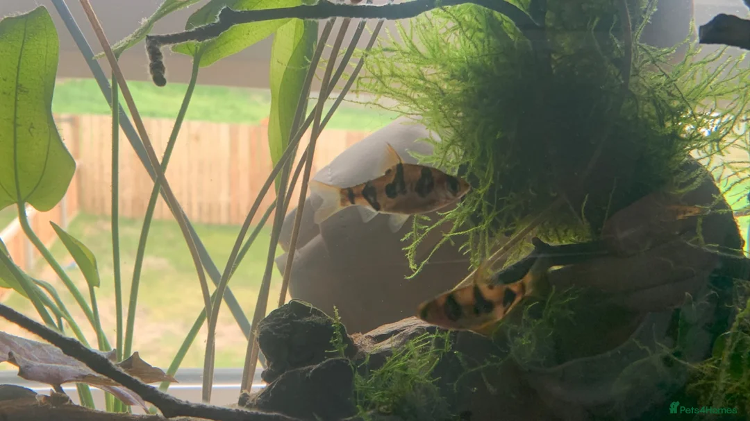 Platies fish for sale: Free Platies and Barbs - Advert 2