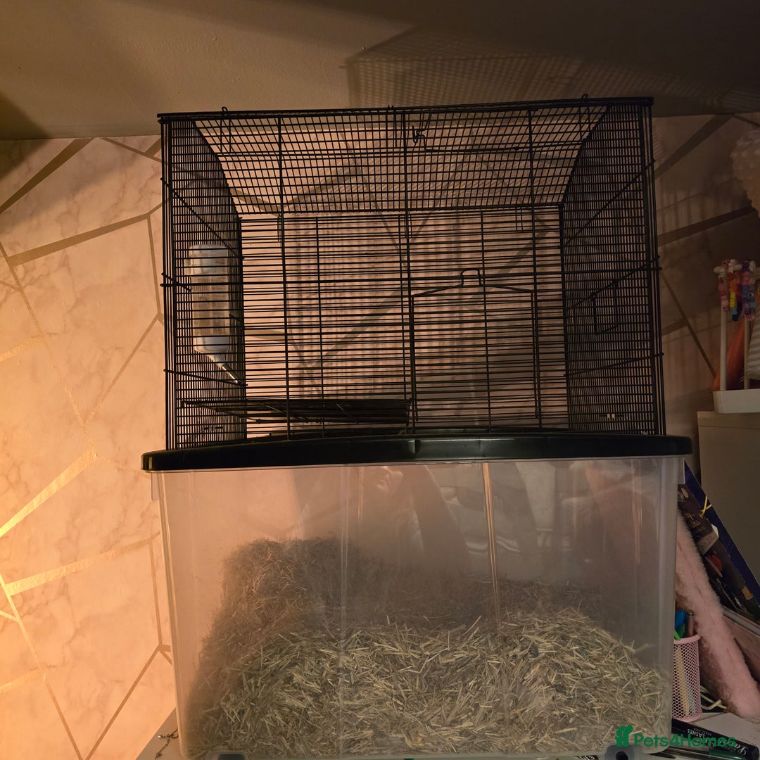 Gerbil rodents for sale: 2 gerbils - Advert 10