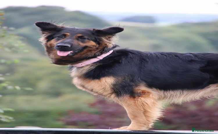 German Shepherd dogs - Advert 1