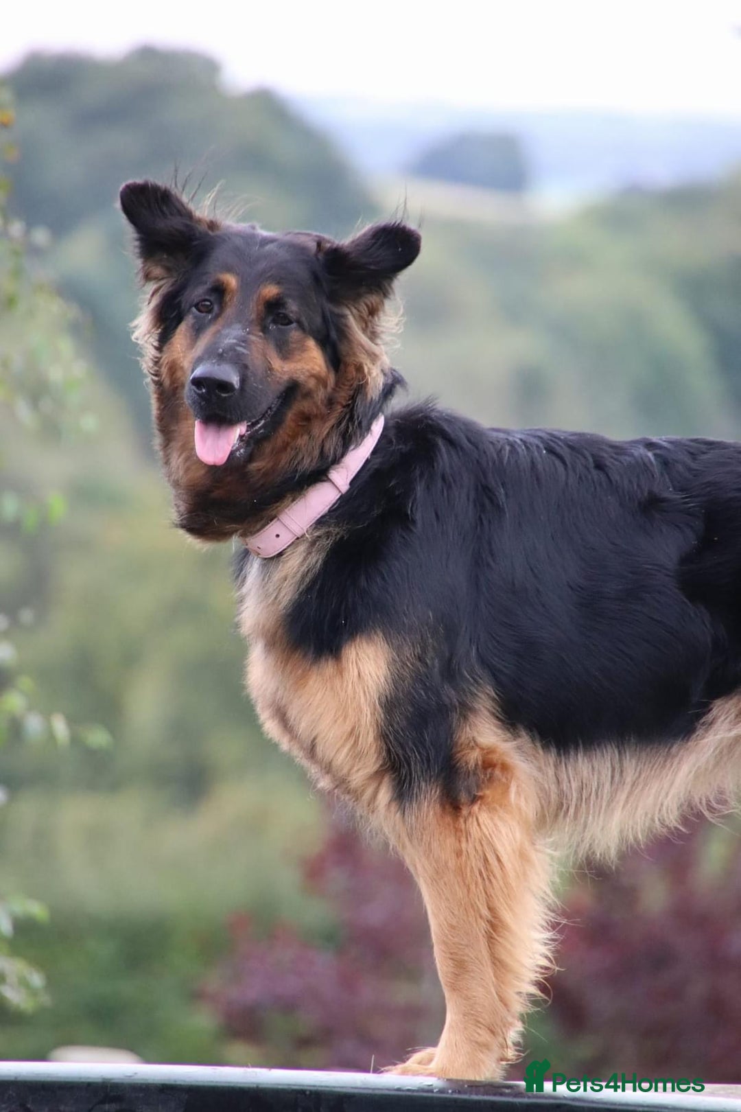 German Shepherd dogs for sale: Upcoming Litter of Pedigree German Shepherd Puppy - Image 1