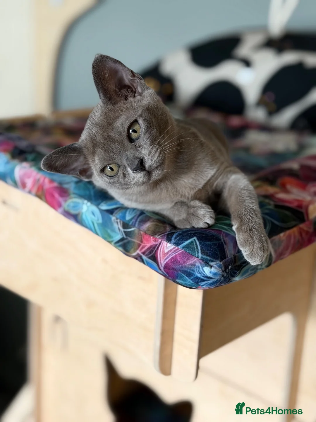 Burmese cats for sale: Lovely blue Burmese girls  in Edinburgh - Advert 2