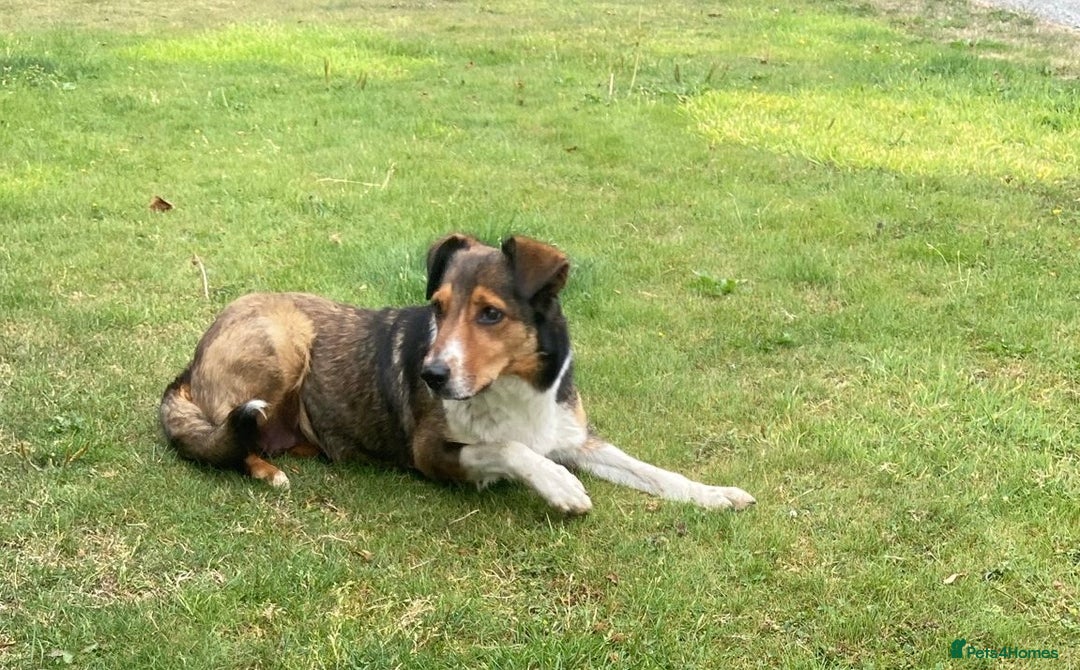 Welsh Collie dogs for sale: Beautiful Welsh Collie Puppies FOR SALE - Image 16