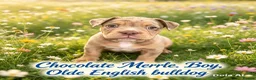 Olde English Bulldogge dogs for sale: Stunning puppies in Gravesend - Advert 7