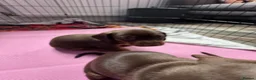 Miniature Dachshund dogs for sale: Stunning Mini Dachshund puppies for sale - Advert 18