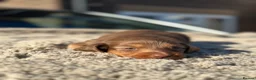 Miniature Dachshund dogs for sale: ✨KC PRA CLEAR miniature longhair dachshund  - Advert 30