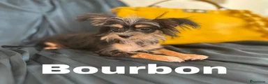Bourbon