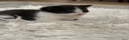 Mixed Breed cats for sale: 3 kittens adorable kitten for sale - Advert 4