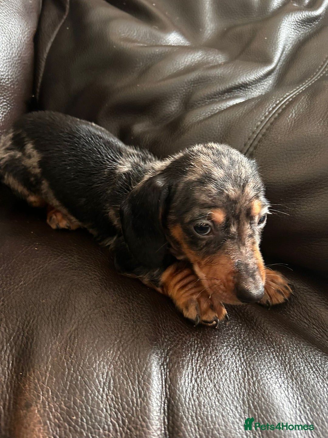 Miniature Dachshund dogs for sale: Dachshund puppies boys and girls ready now - Image 19