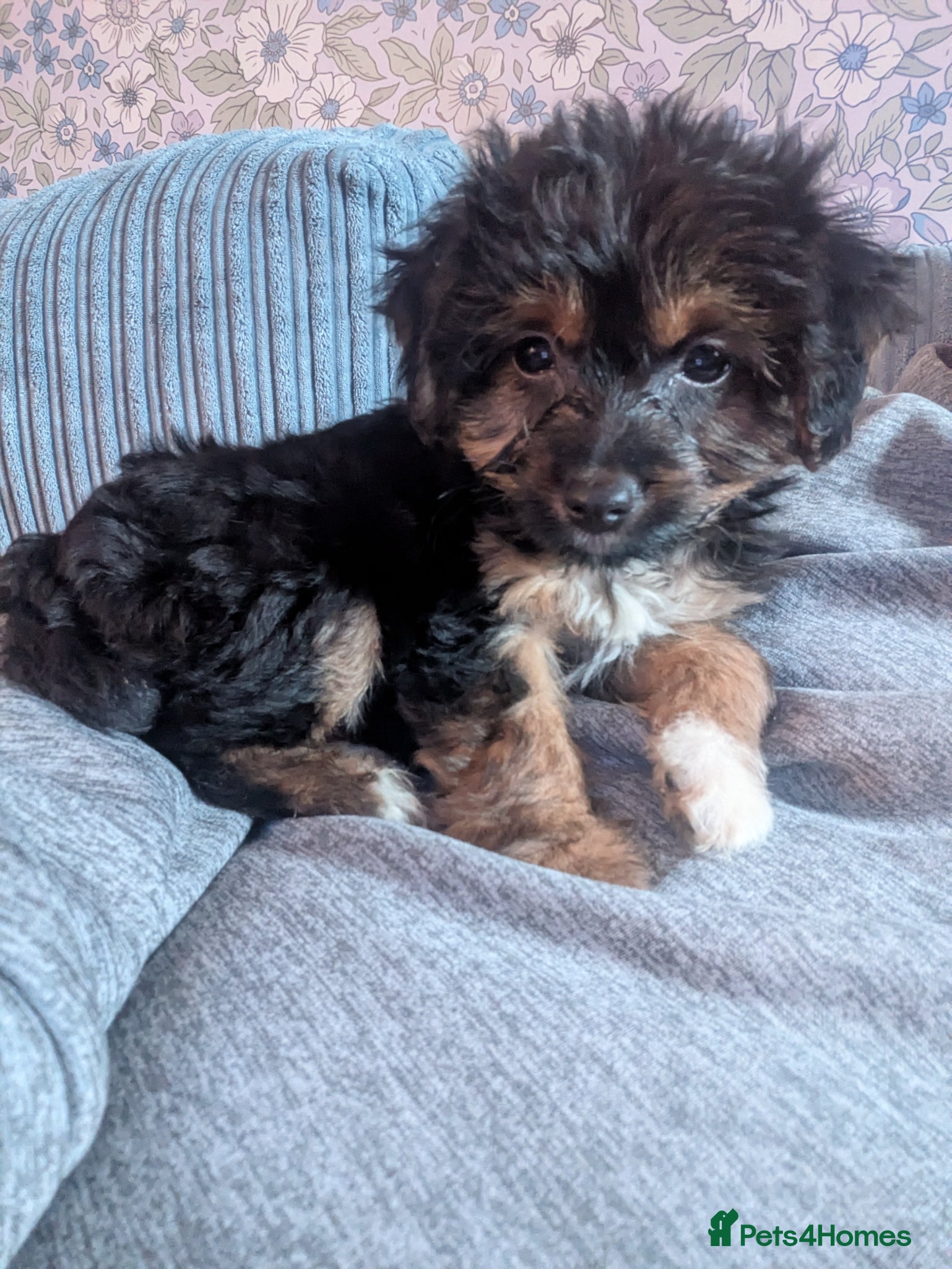 Mixed Breed dogs Litter of 4 NOW only 1 Male Remaining  - Advert 4