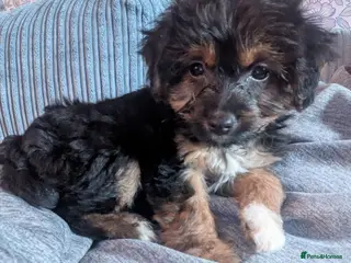 Mixed Breed dogs Litter of 4 NOW only 1 Male Remaining - Advert 4
