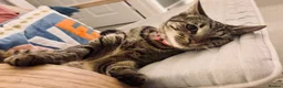 Mixed Breed cats for sale: Dorris - Advert 8