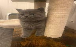 British Shorthair cats for sale: Friendly BSH kittens - Image 2