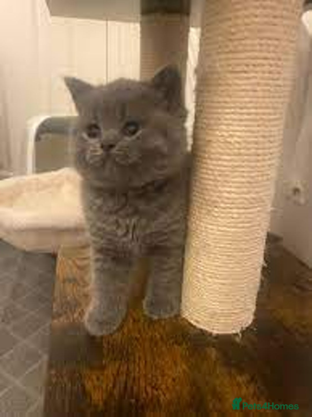 British Shorthair cats for sale: Friendly BSH kittens - Image 2