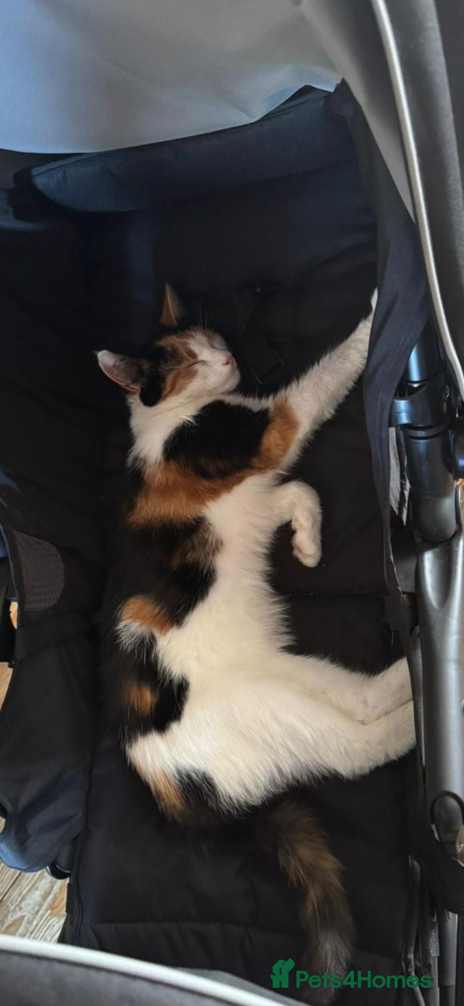 Mixed Breed cats Our beautiful Daisy  - Advert 2