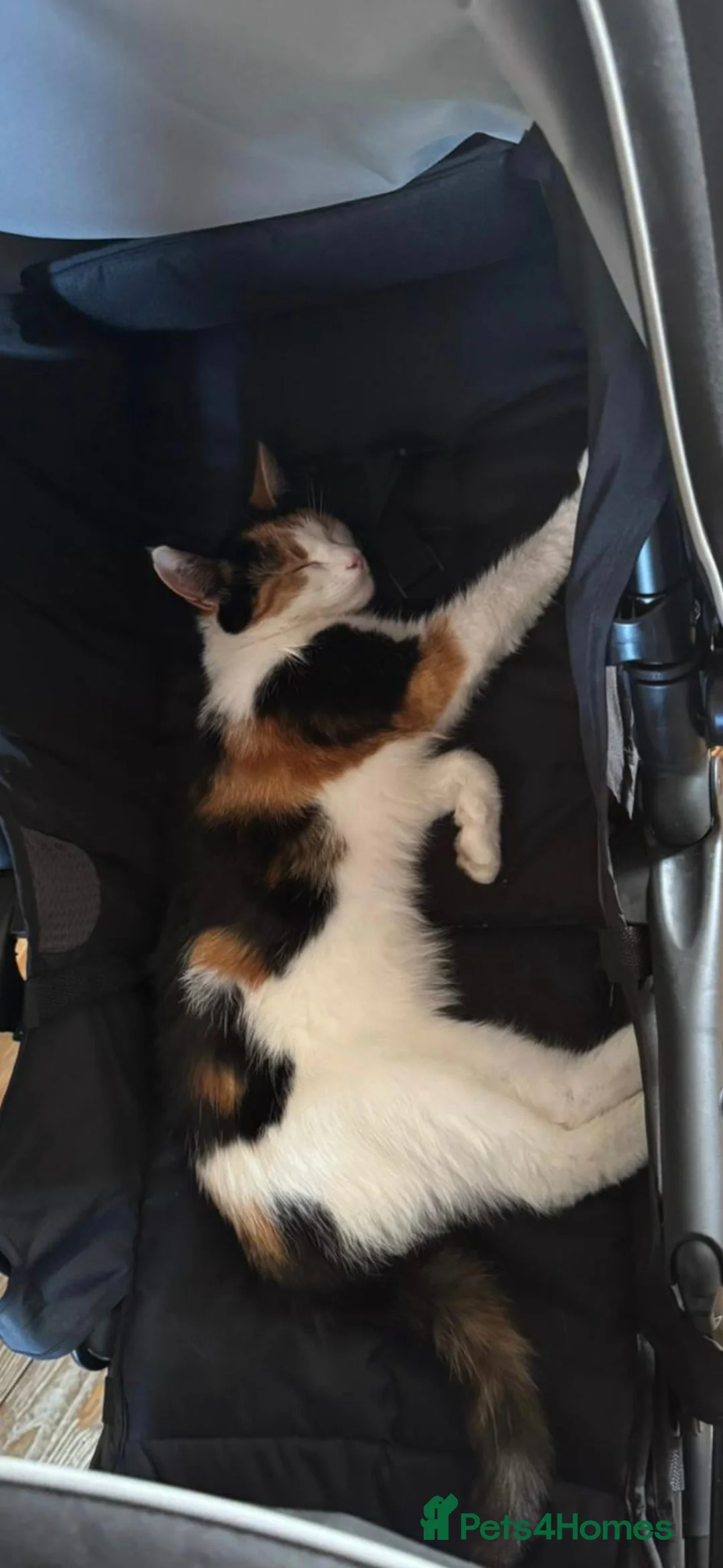 Mixed Breed cats for sale: Our beautiful Daisy  - Advert 1