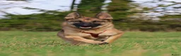 German Shepherd dogs for sale: Lola  in Princes Risborough - Advert 1