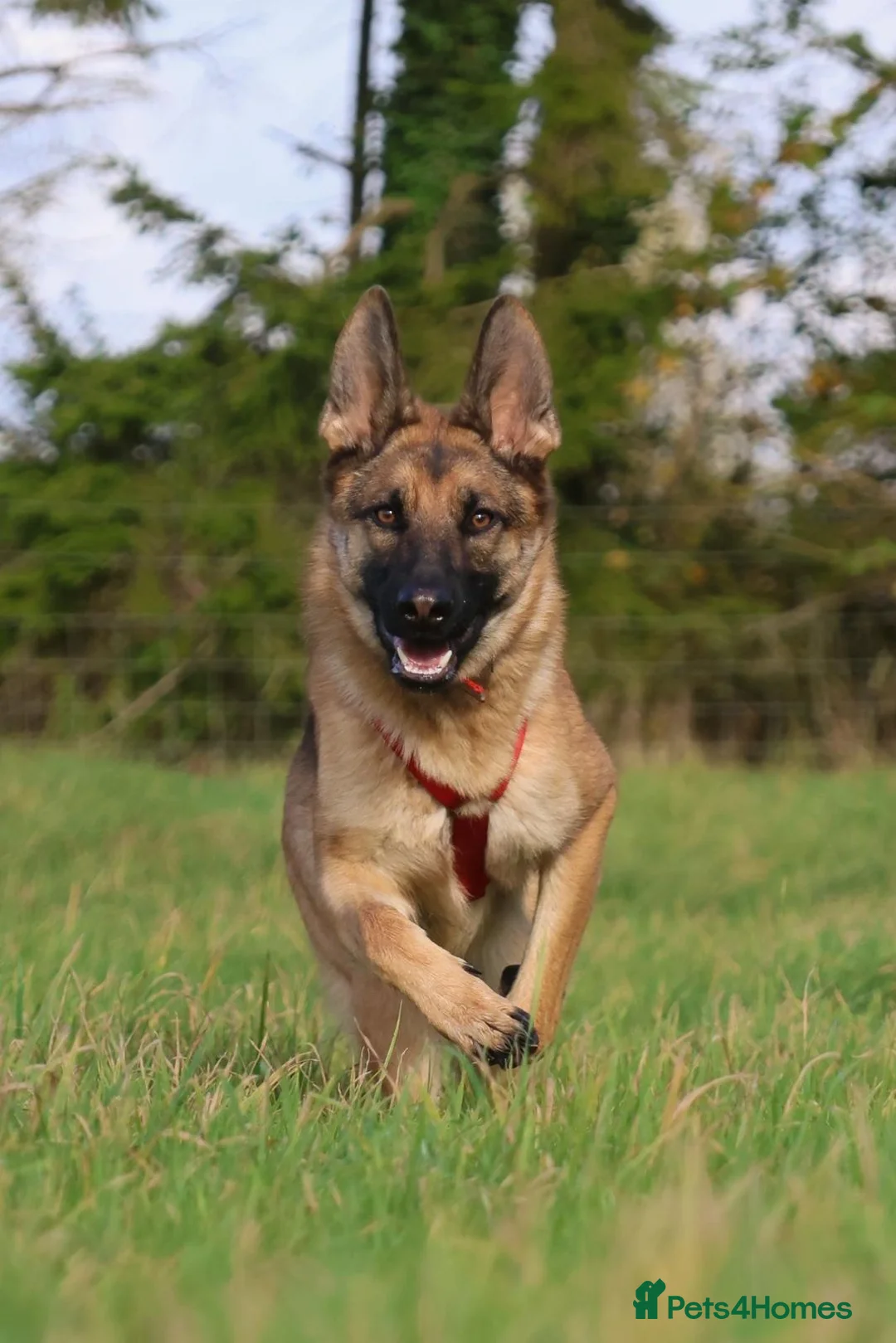 German Shepherd dogs for sale: Lola  in Princes Risborough - Advert 1