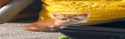 Mixed Breed cats for sale: Ginger tabby kittens  - Advert 3
