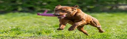 Labrador Retriever dogs for sale: DARK RED KC LABRADOR PUPPIES - LICENSED BREEDER  - Advert 11