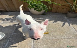 English Bull Terrier dogs for sale: Quality English bull terrier .  - Image 6