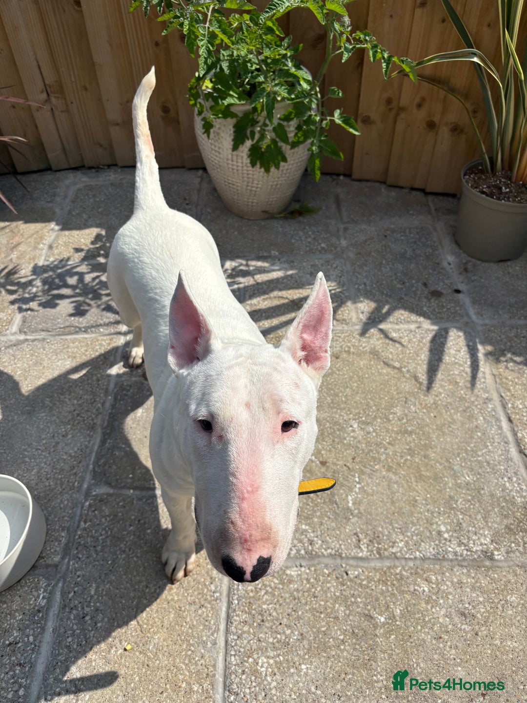 English Bull Terrier dogs for sale: Quality English bull terrier .  - Image 6