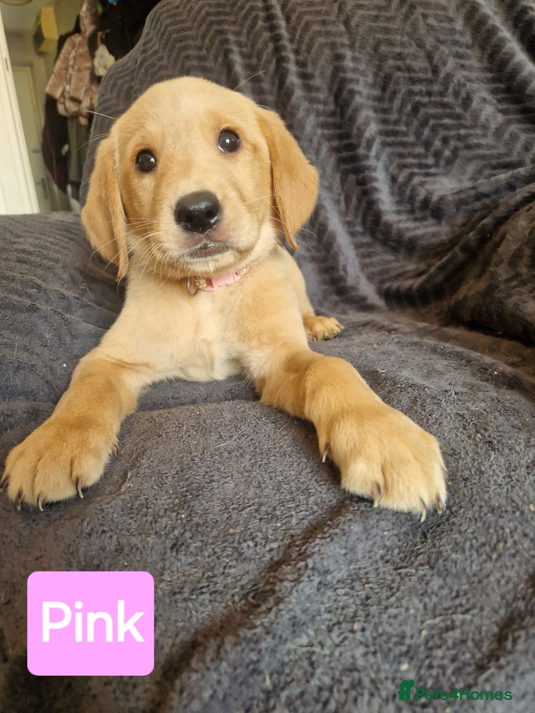 Golden Retriever dogs for stud: Very Experienced Golden retriever stud in Telford - Advert 7