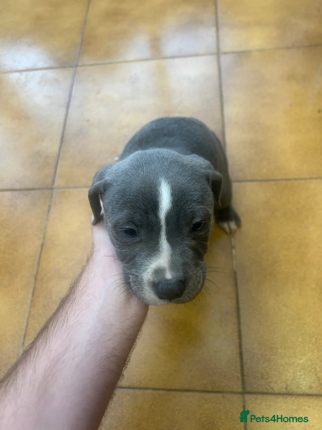 Staffordshire Bull Terrier dogs for sale: Adorable Blue-Eyed Grey Staffordshire Bull Terrier - Advert 20
