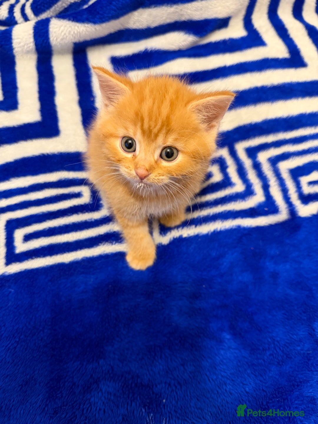 Mixed Breed cats for sale: 5 beautiful kitties  - Advert 16