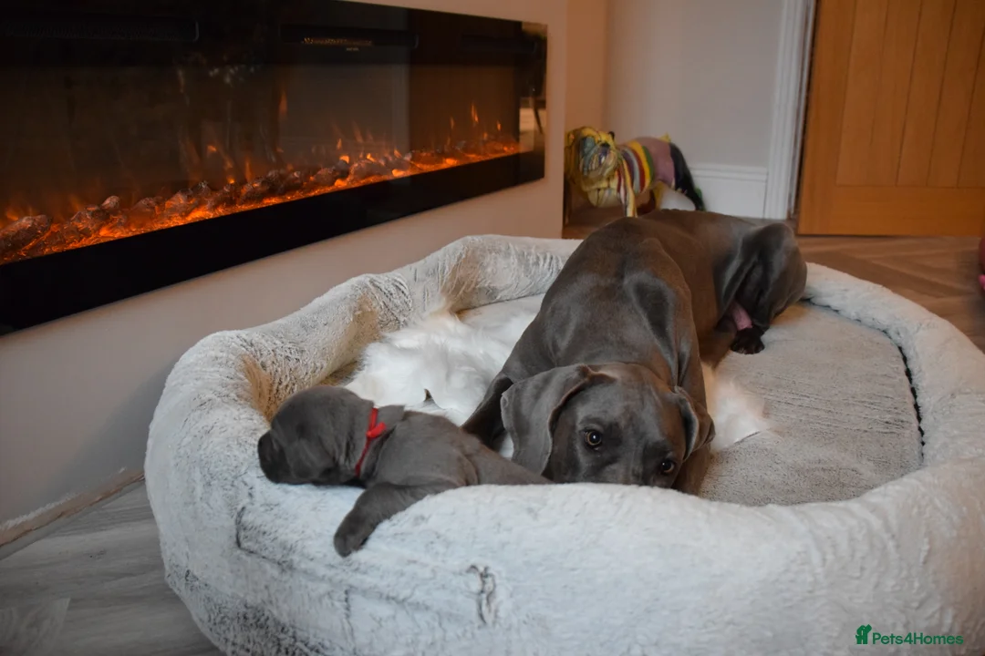 Great Dane dogs for sale: Solid Blue Great Dane Pups - Advert 4