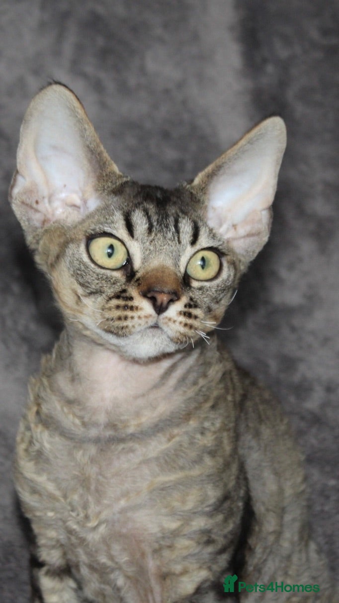 Devon Rex cats  GCCF Champion sired kittens ready now! - Advert 1