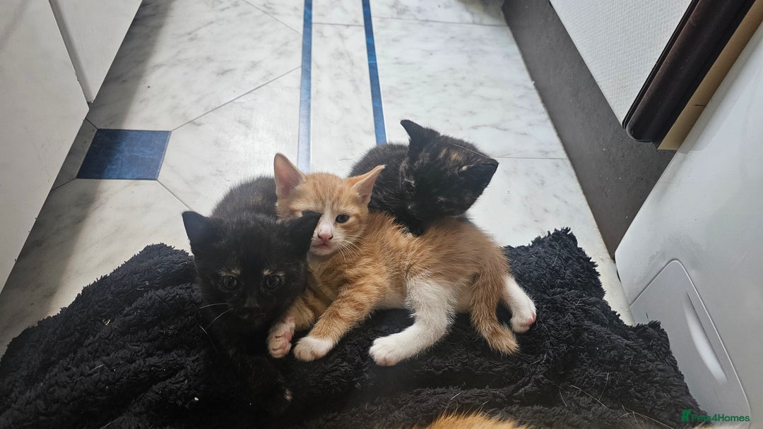 British Shorthair cats for sale: 4 Beautiful Kittens - Image 1