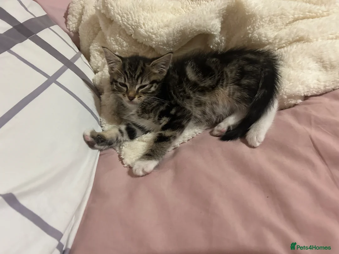 Ragdoll cats for sale: 9 week old female Ragdoll in Cardiff - Advert 2