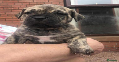 Mastiff dogs - Advert 12