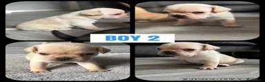 Frug 2