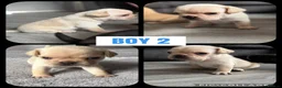 Frug dogs for sale: Frug puppies (French bulldog x pug) - Advert 3