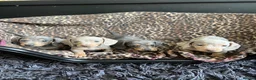 Miniature Dachshund dogs for sale: Miniature dachaunds READY NOW - Advert 1