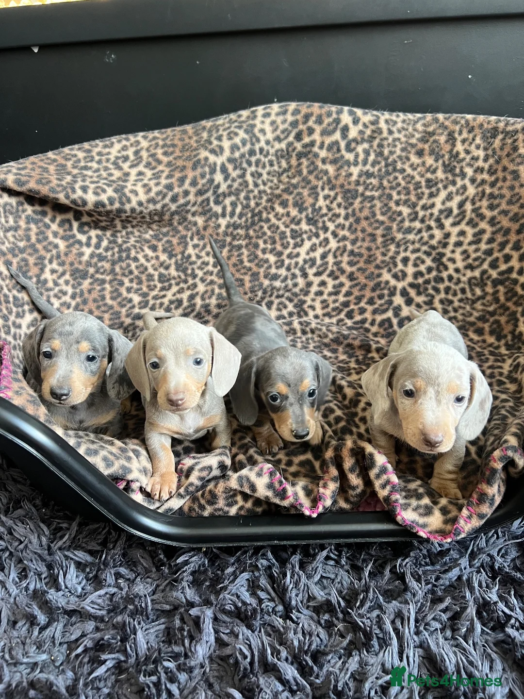 Miniature Dachshund dogs for sale: Miniature dachaunds READY NOW - Advert 1