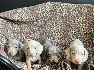 Miniature Dachshund dogs Miniature dachaunds - Advert 2