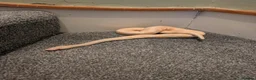 Python Snake reptiles for sale: Albino Royal Python - Advert 3