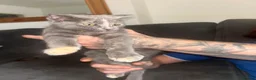 Mixed Breed cats for sale: British shorthair x Persian kitten in Birmingham - Advert 2