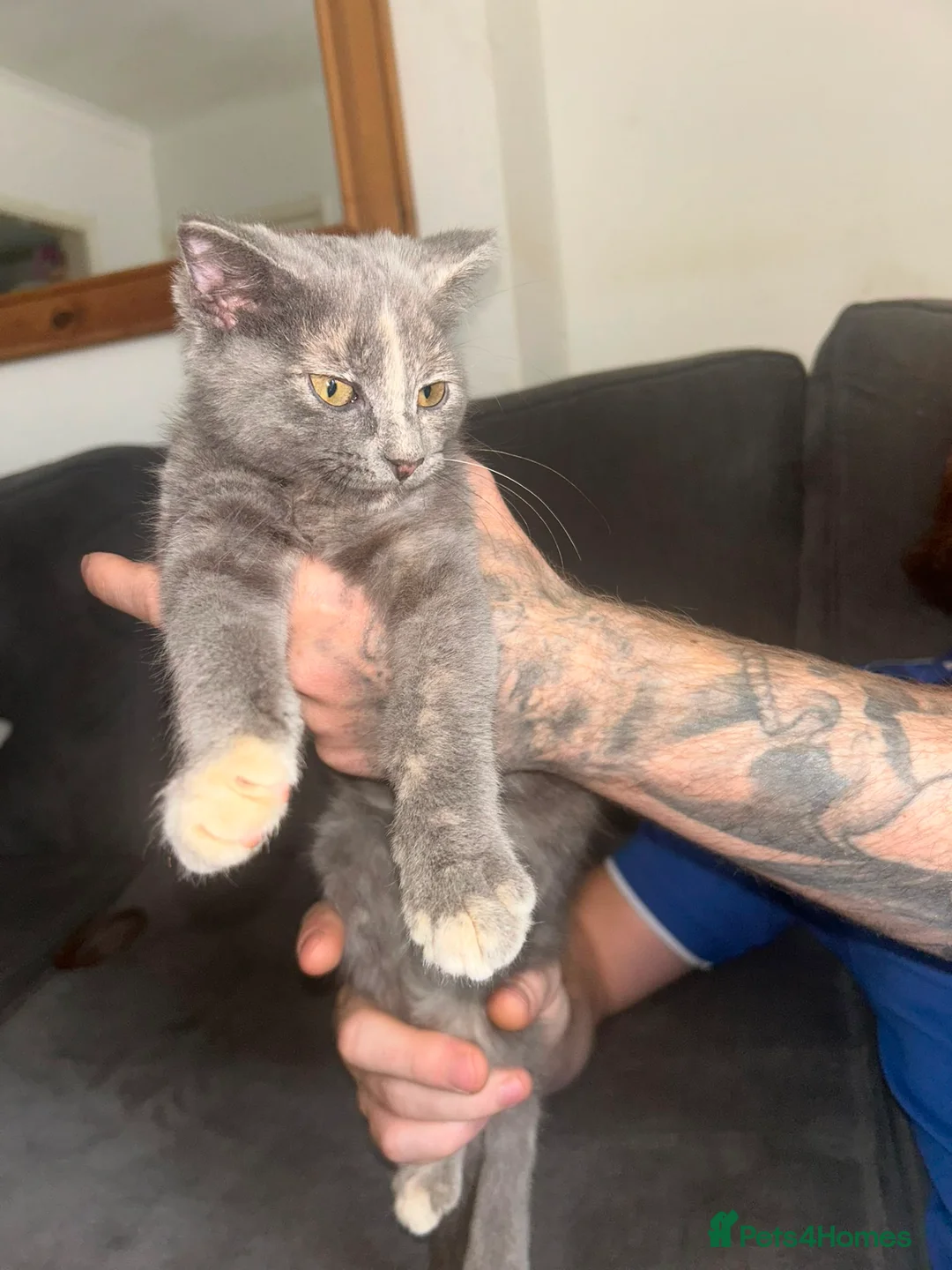 Mixed Breed cats for sale: British shorthair x Persian kitten in Birmingham - Advert 2