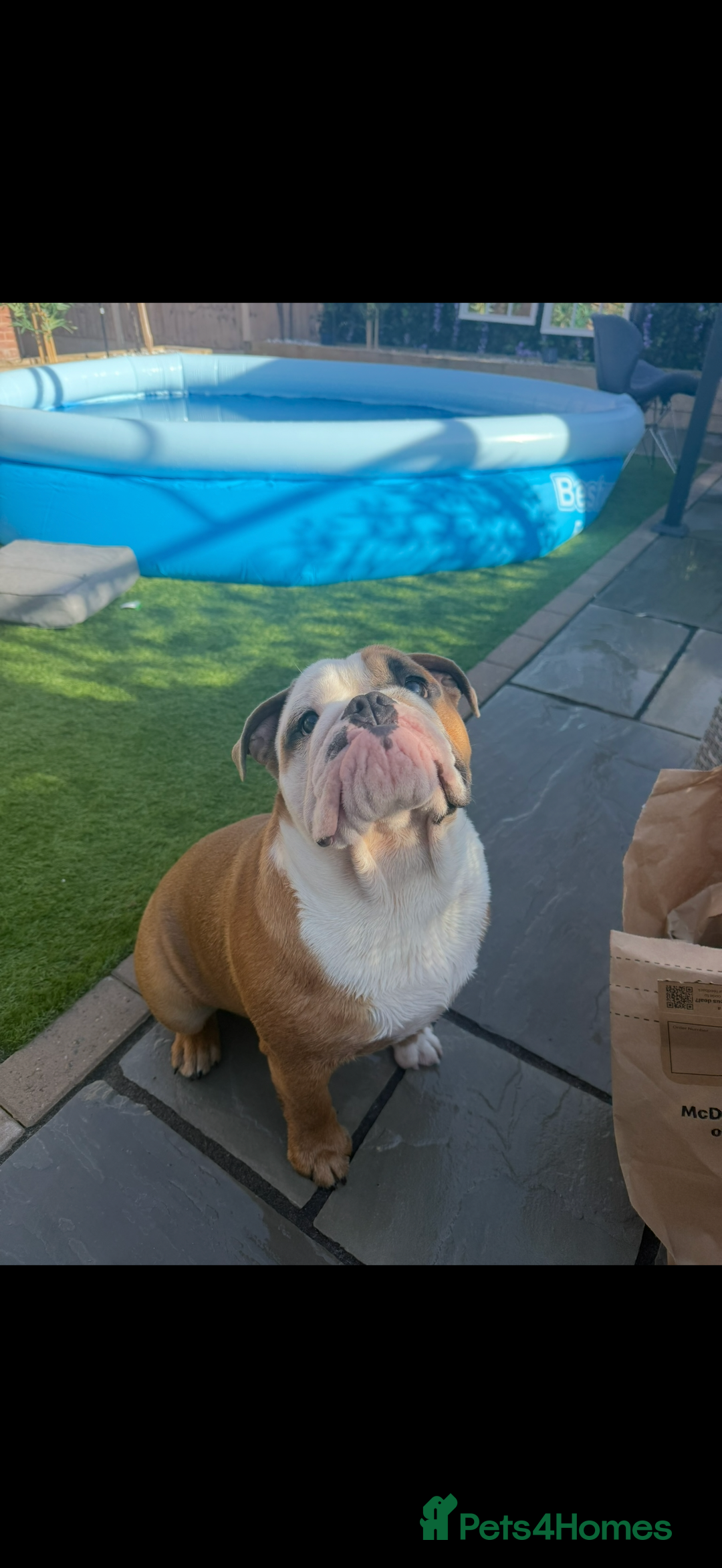 English Bulldog dogs for sale: Tyson - Advert 5