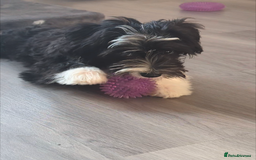 Chinese Crested dogs for sale: Chinese Crested Powder Puff - Female, 4 Months Old - Image 3
