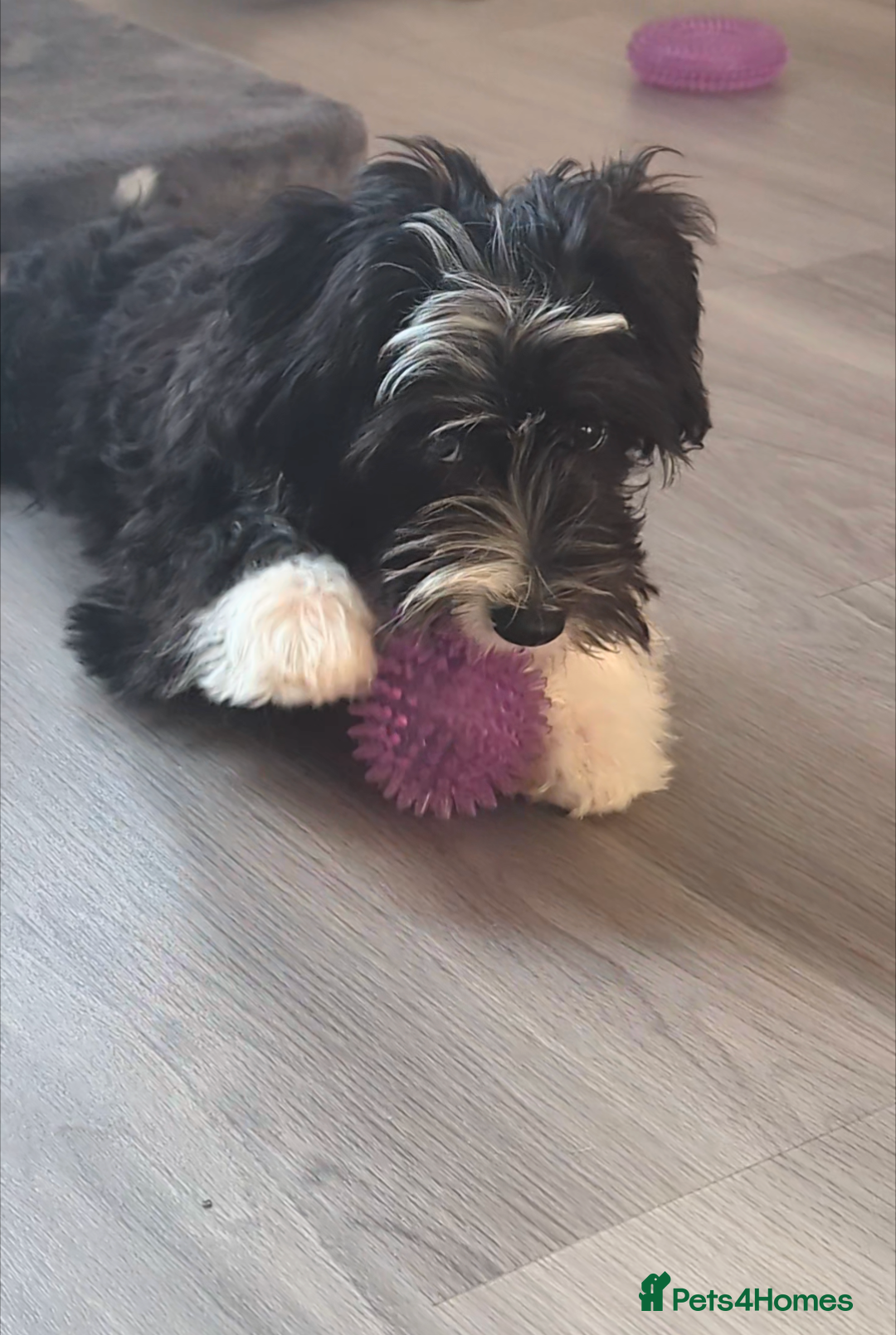 Chinese Crested dogs for sale: Chinese Crested Powder Puff - Female, 4 Months Old - Image 3