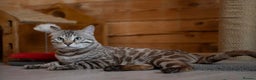 Bengal cats for sale: 🩶 IMPORTED SILVER MINK MALE 🩶 - Advert 8