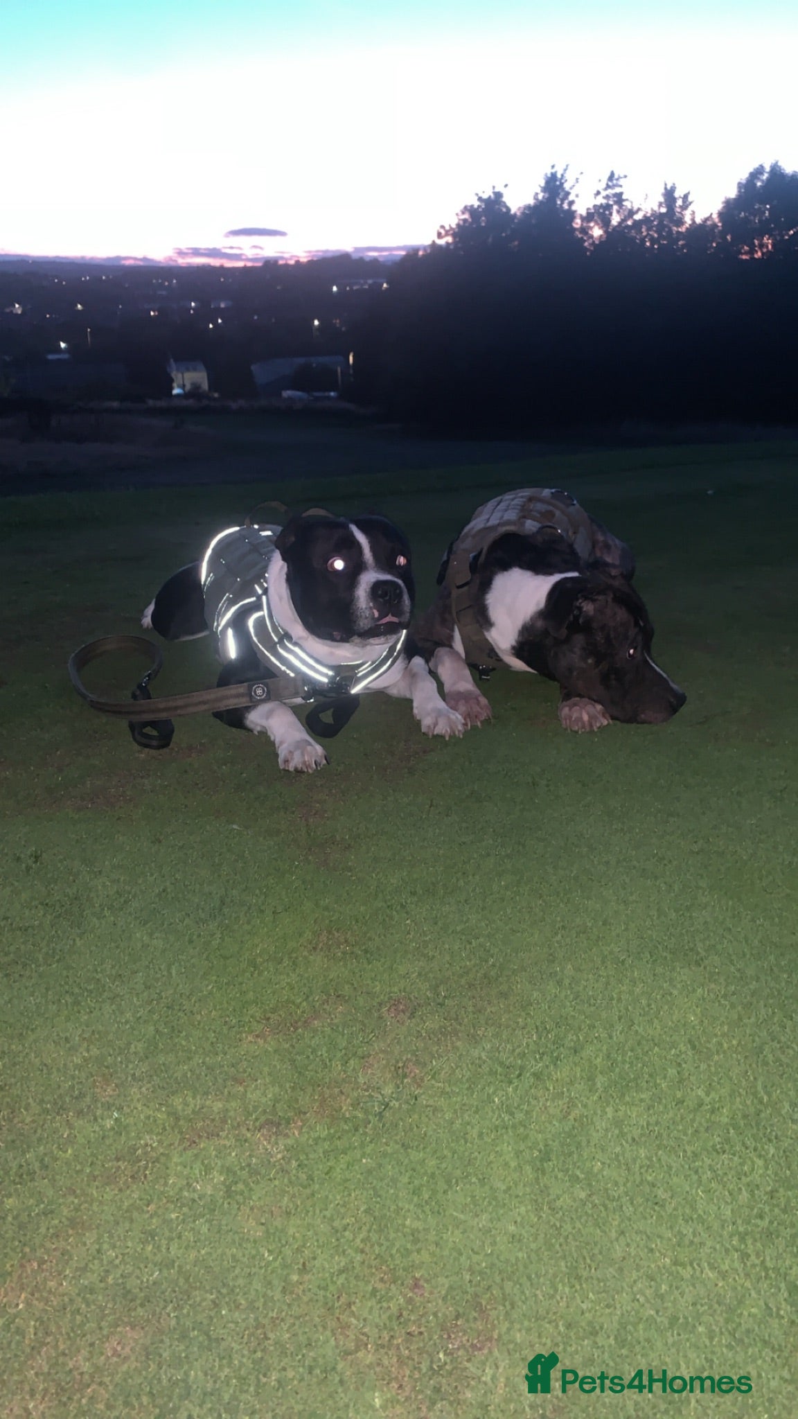 Staffordshire Bull Terrier dogs ZENO & ZEUS - Advert 1