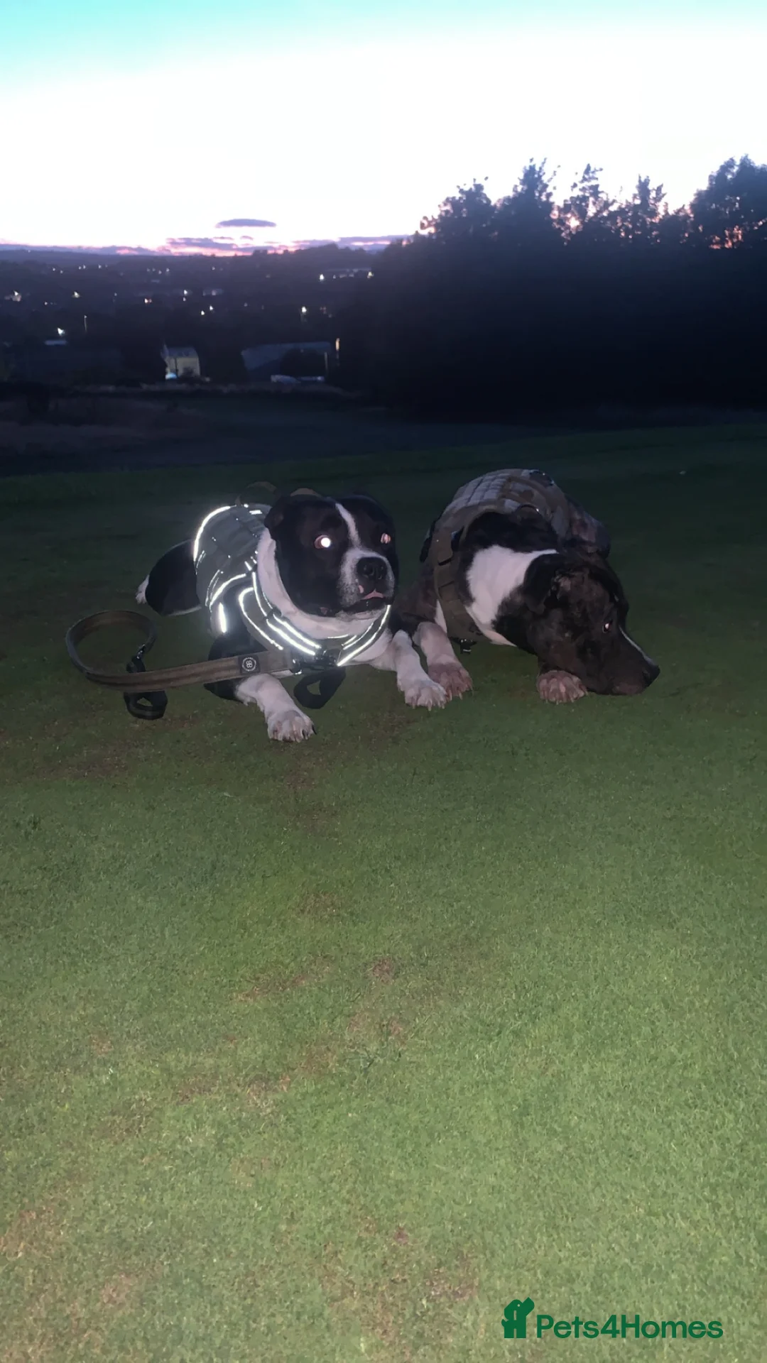 Staffordshire Bull Terrier dogs for sale: ZENO & ZEUS - Advert 1