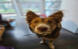 Border Collie dogs for sale: 8 Month Old Border Collie - Koa - Image 12